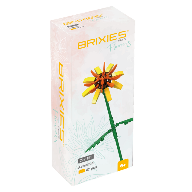 BRIXIES Plus Flowers Astrantia