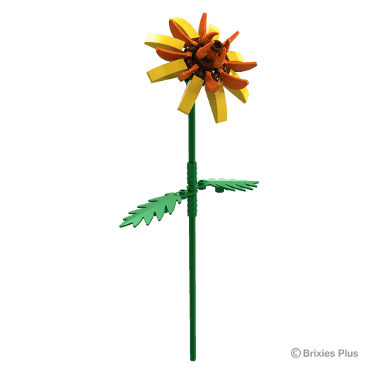 BRIXIES Plus Flowers Astrantia