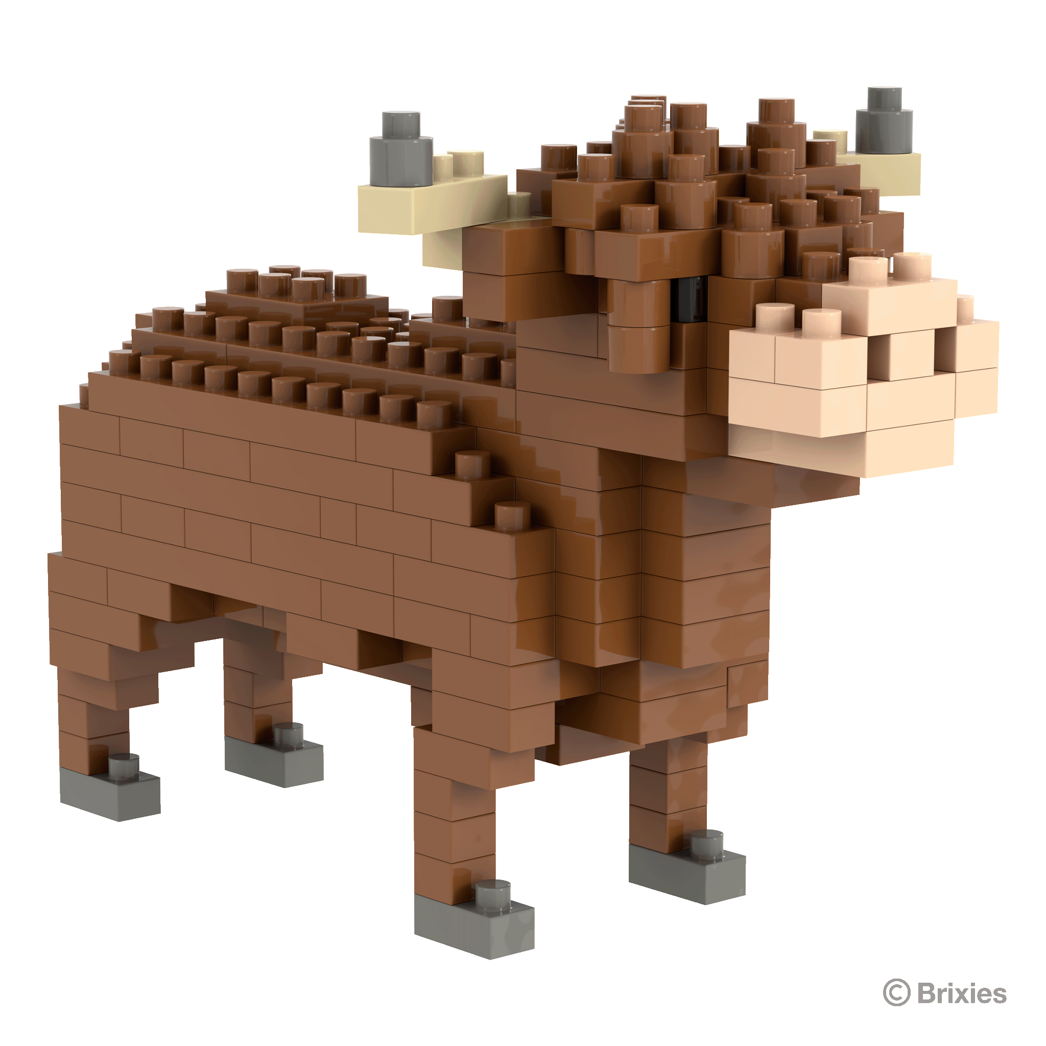 Brixies Highland Kuh / Highland Cow