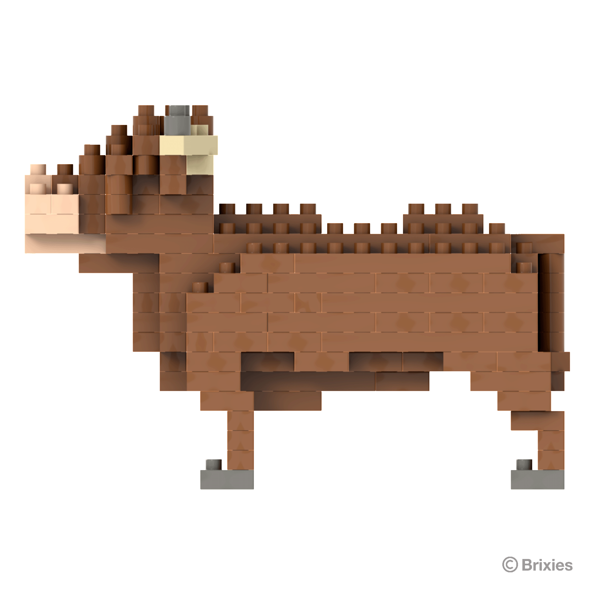 Brixies Highland Kuh / Highland Cow