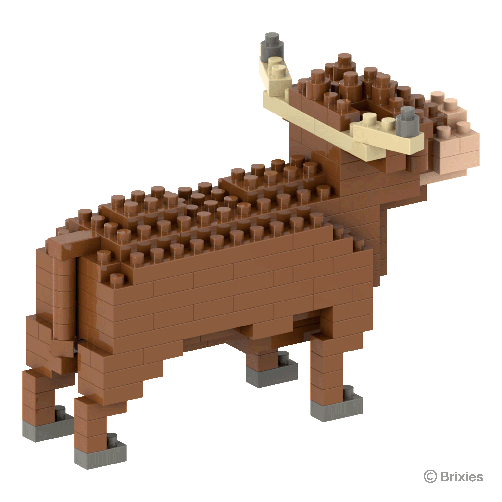 Brixies Highland Kuh / Highland Cow