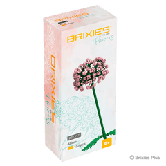 BRIXIES Plus Flowers Allium