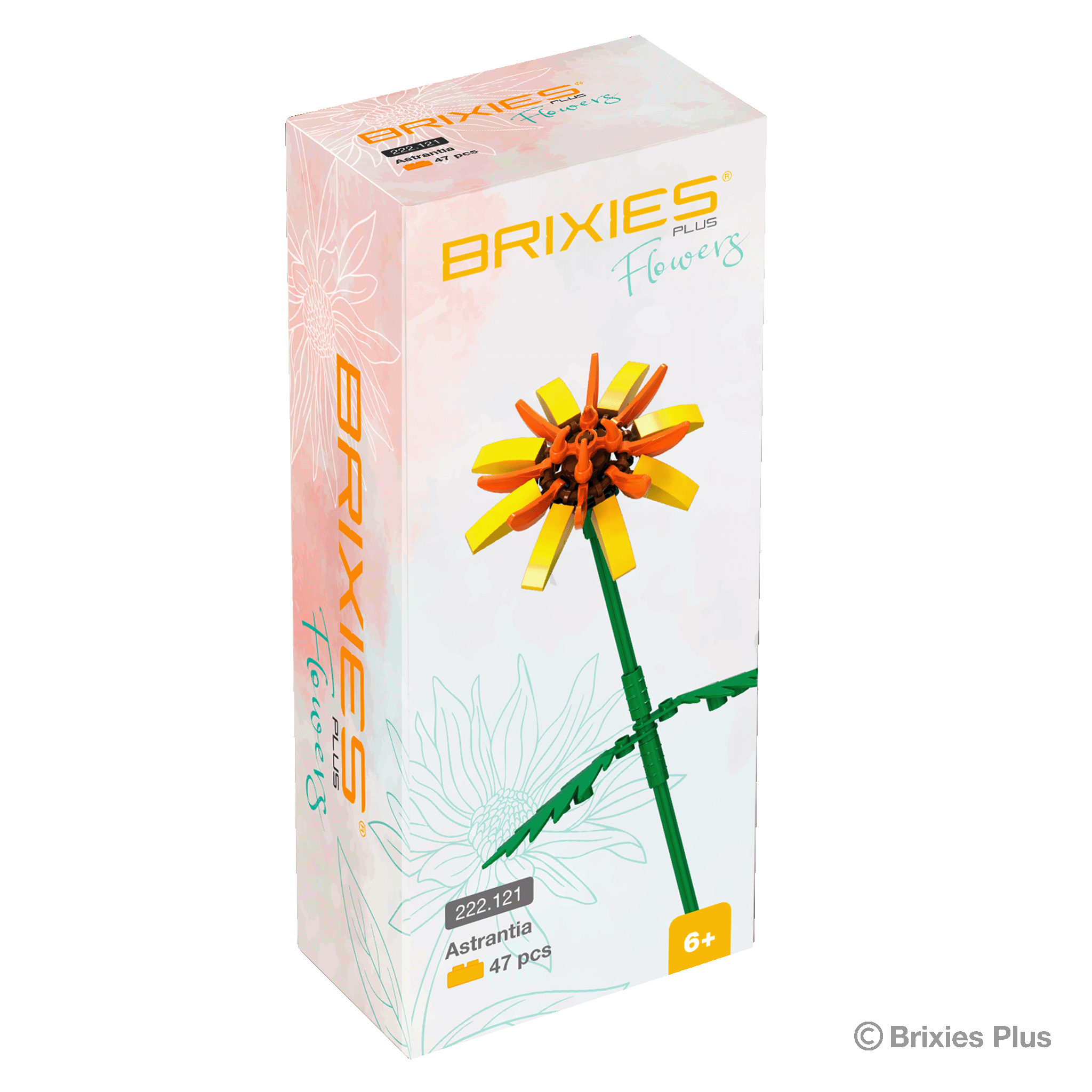 BRIXIES Plus Flowers Astrantia