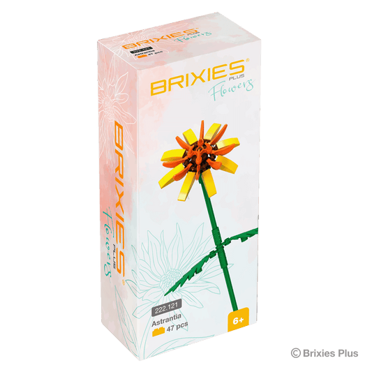 BRIXIES Plus Flowers Astrantia
